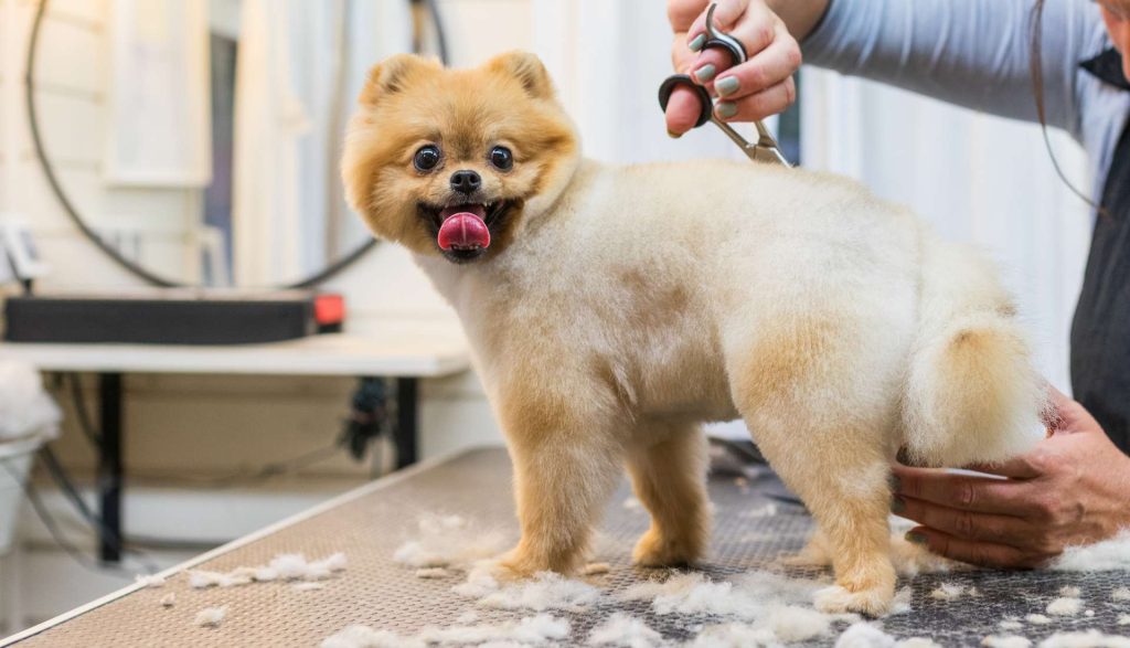 Vauvanperheen koiran turkin hoito